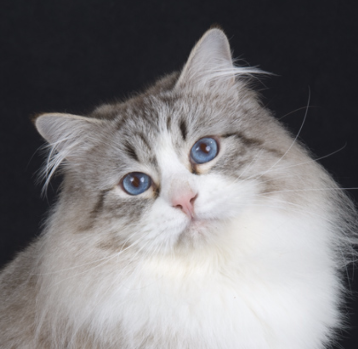 Sineglazka siberian store cats